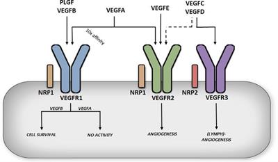 Vascular Endothelial Growth Factor B and Its Signaling